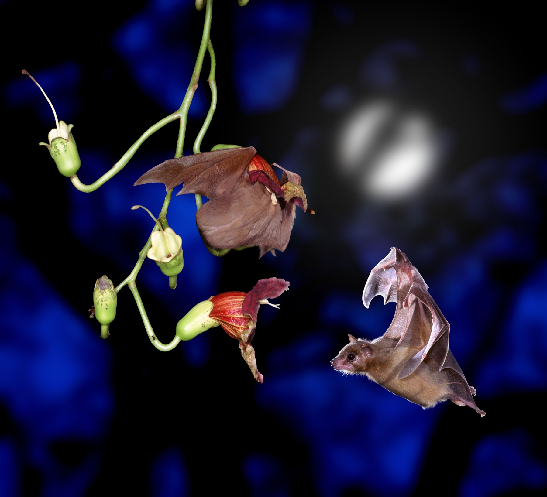 An Egyptian fruit bat approaching flowers under a full moon