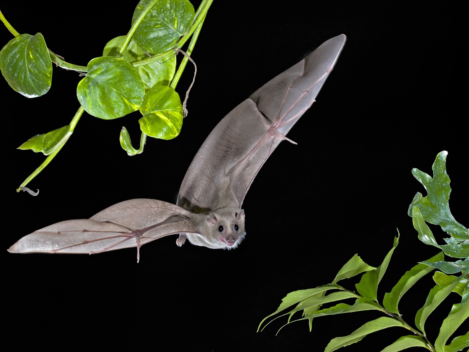 An Egyptian fruit bat in flight between leaves, wings fully extended against the dark