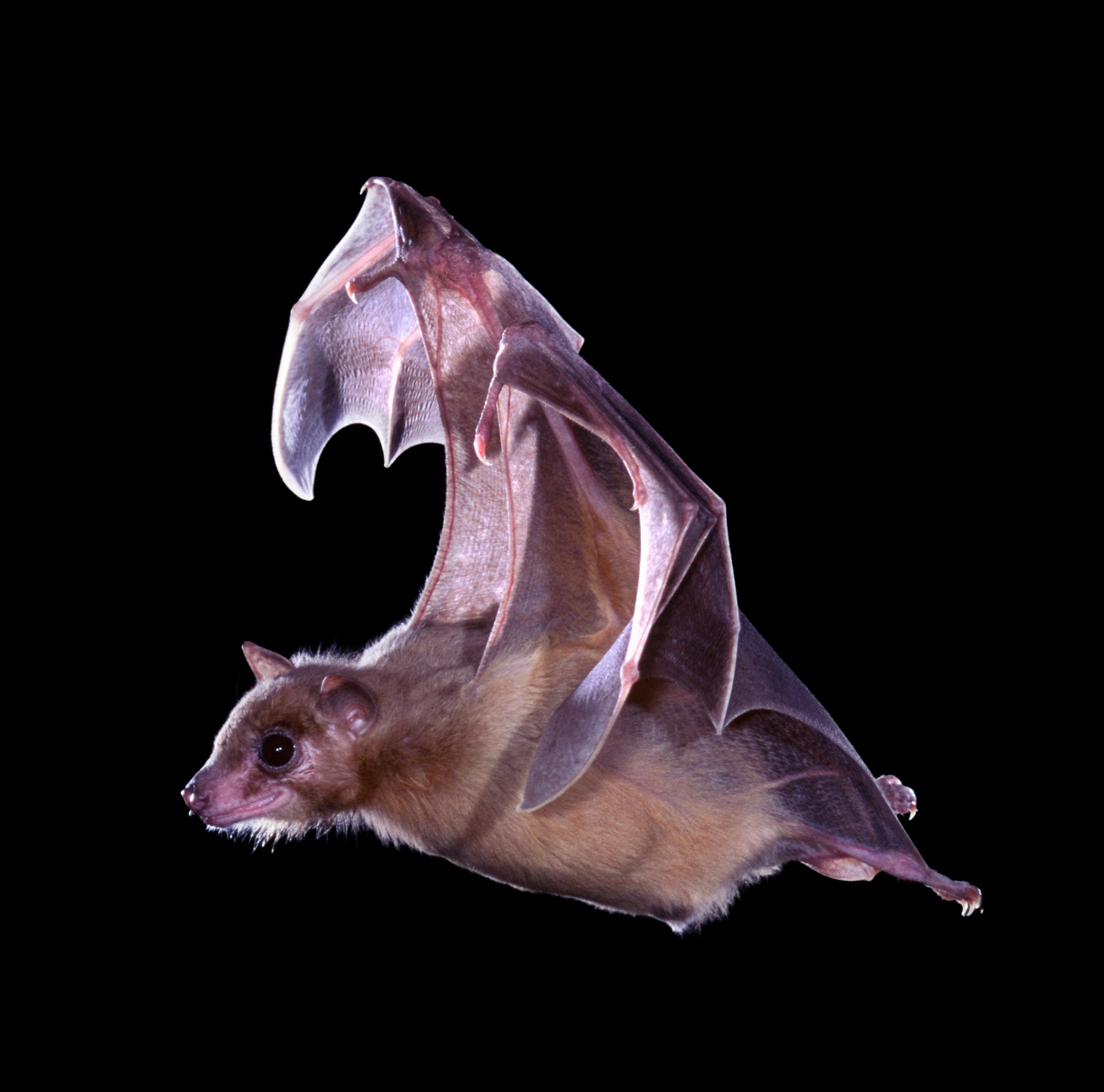 Egyptian fruit bat in flight