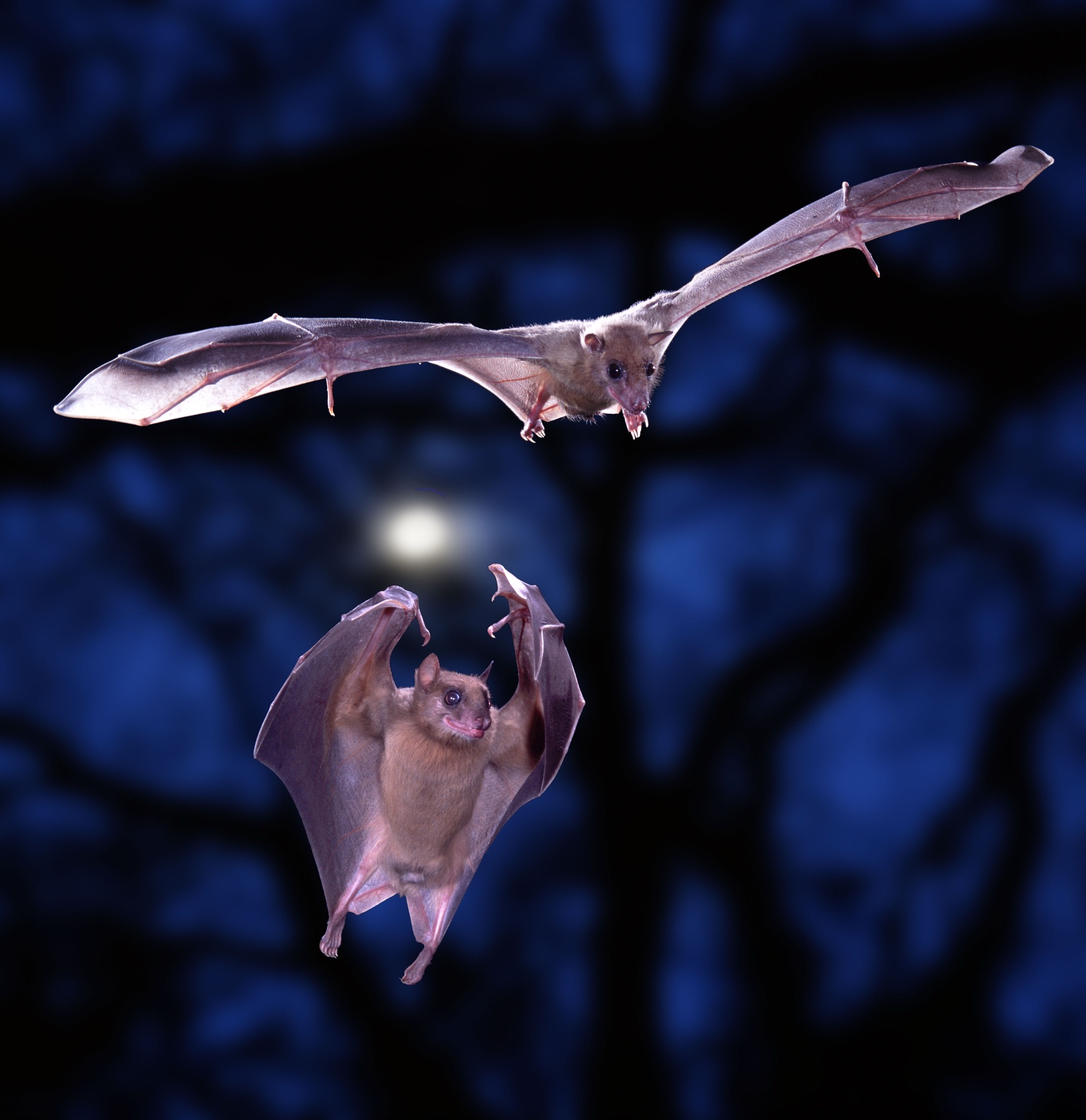 Two Egyptian fruit bats in flight against a moonlit sky