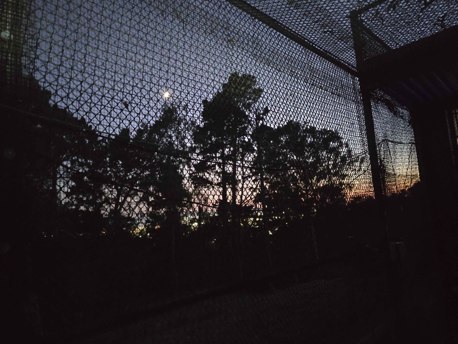 Outdoor field station at dusk: a large netted enclosure with trees inside