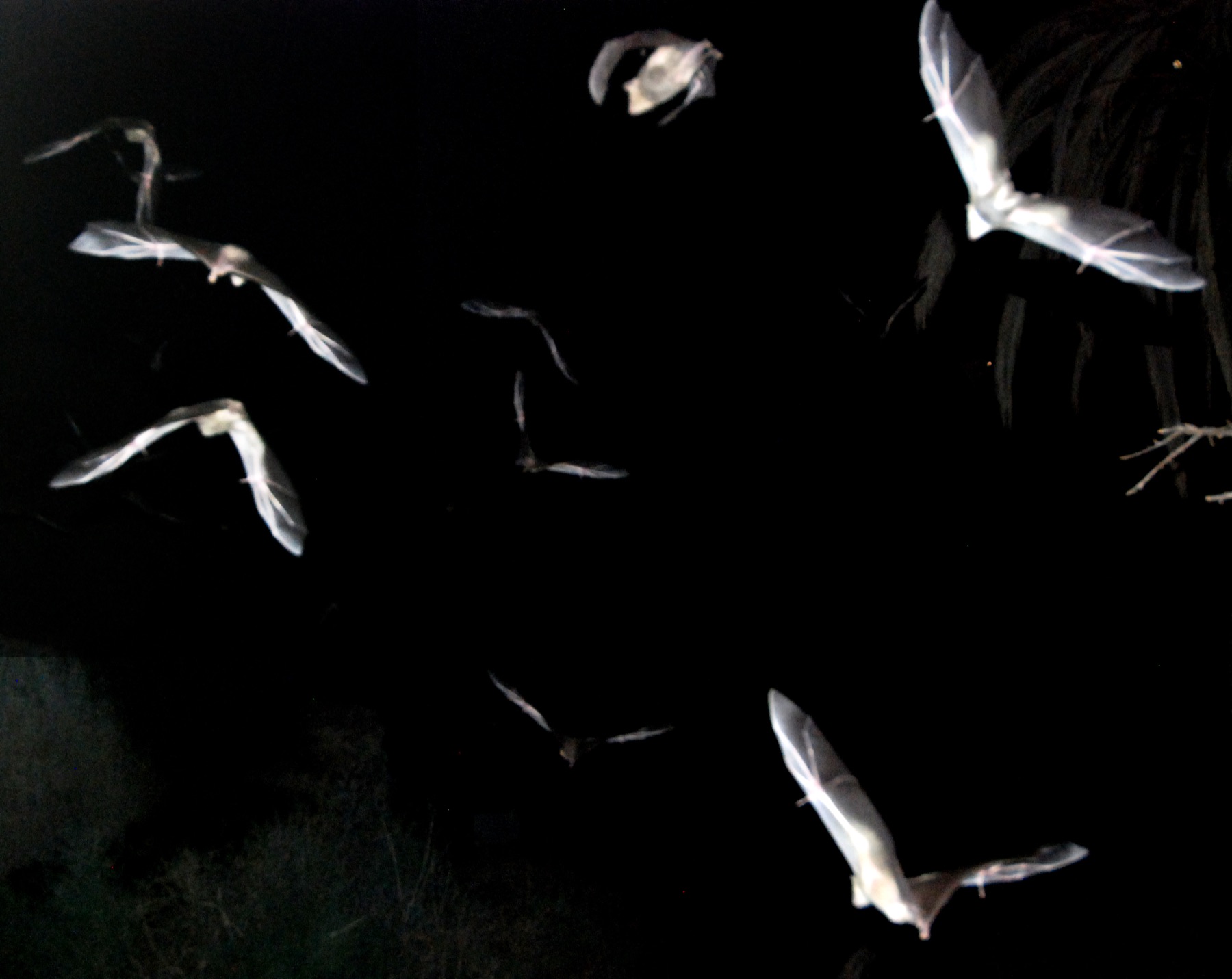Bats flying in darkness