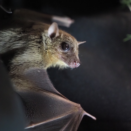 bat-img-2 Behavioral Neuroscience
