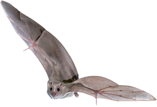 bat-img Behavioral Neuroscience