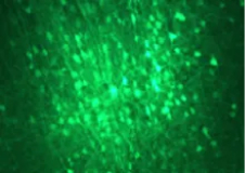 optogenetics-img-1