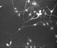voltage-img-2 Behavioral Neuroscience