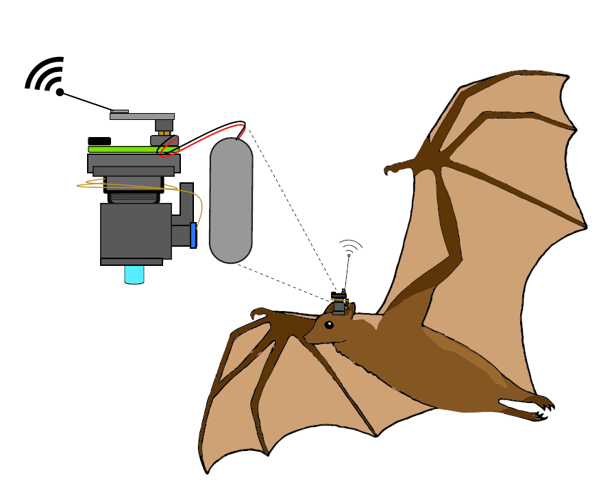 Bat_Miniscope